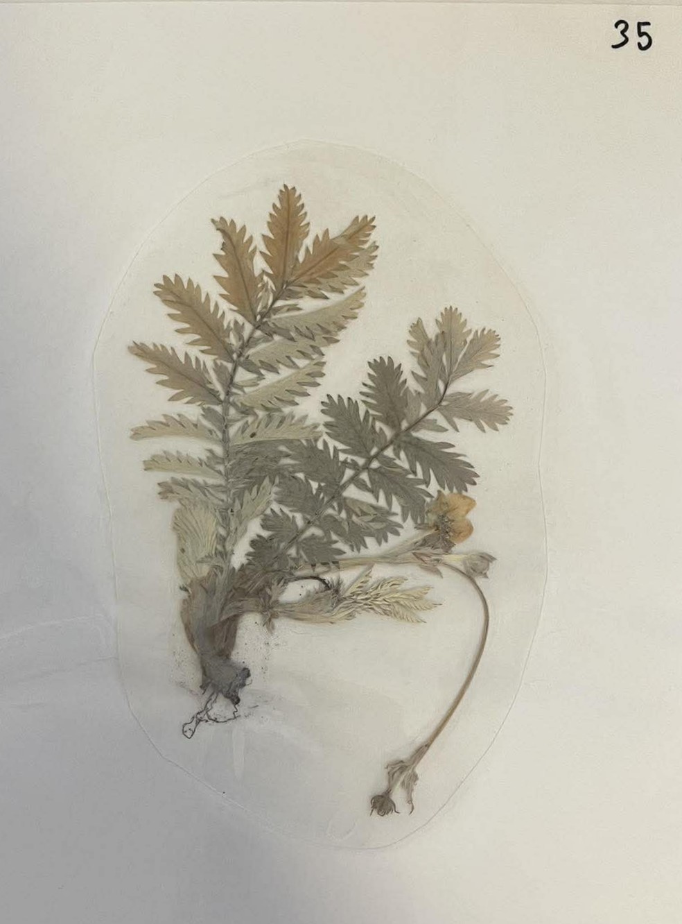 Rastlina Argentina anserina